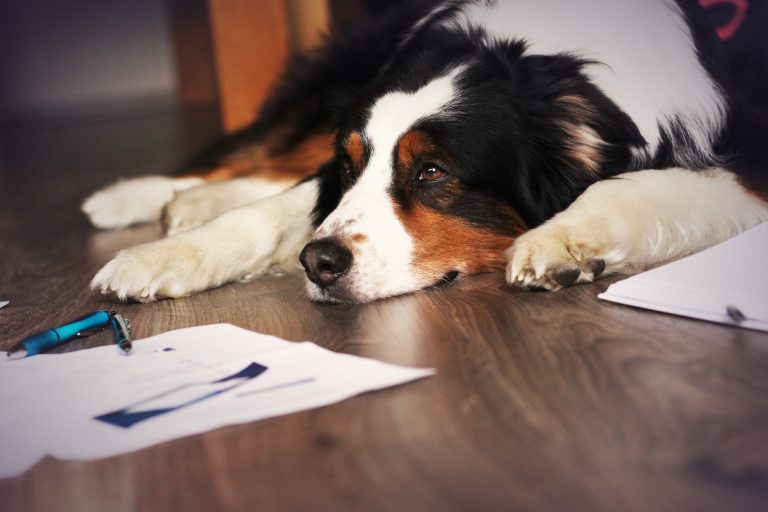 Whitepaper: Kultur und Kommunikation in einer dezentralen